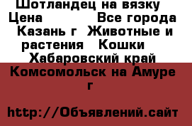 Шотландец на вязку › Цена ­ 1 000 - Все города, Казань г. Животные и растения » Кошки   . Хабаровский край,Комсомольск-на-Амуре г.